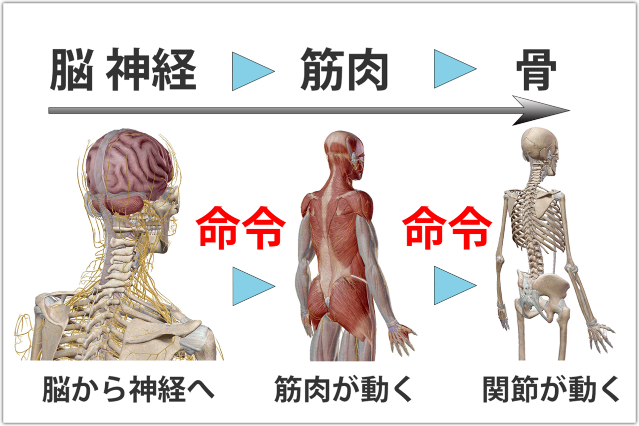 椎間板ヘルニア 整体